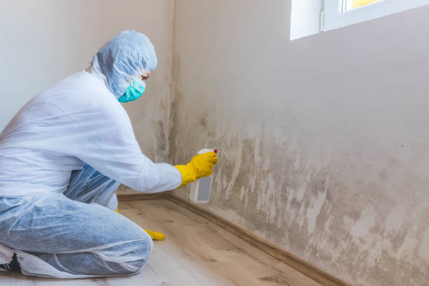 Licensed Commercial Mold Remediation service in Ashville, PA - Car Mold Remediation