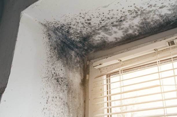 Affordable Commercial Mold Remediation solutions in Ashville, PA